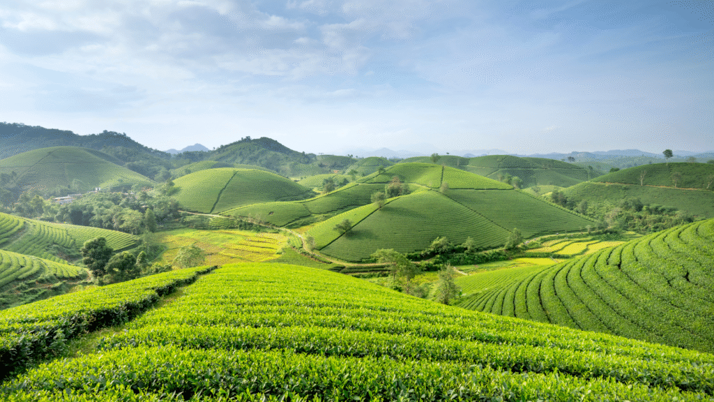 אנ״מ צפוני (פריימן) ראשון לציון
